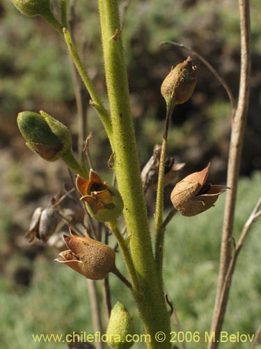 Imágen de Nicotiana solanifolia (Tabaco cimarrón). Haga un clic para aumentar parte de imágen.