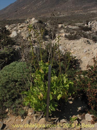 Image of Nicotiana solanifolia (Tabaco cimarrón). Click to enlarge parts of image.
