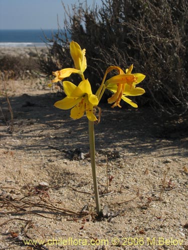 Image of Rhodophiala bagnoldii (Añañuca amarilla). Click to enlarge parts of image.