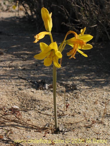 Imágen de Rhodophiala bagnoldii (Añañuca amarilla). Haga un clic para aumentar parte de imágen.