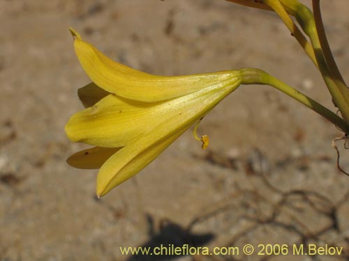 Bild von Rhodophiala bagnoldii (Añañuca amarilla). Klicken Sie, um den Ausschnitt zu vergrössern.