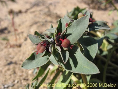Bild von Euphorbia thinophila (). Klicken Sie, um den Ausschnitt zu vergrössern.