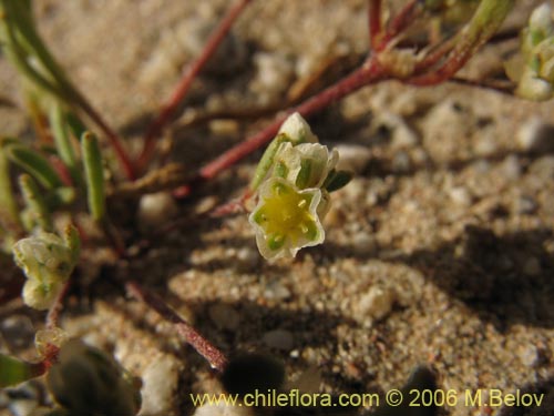 Imágen de Planta no identificada sp. #2387 (). Haga un clic para aumentar parte de imágen.