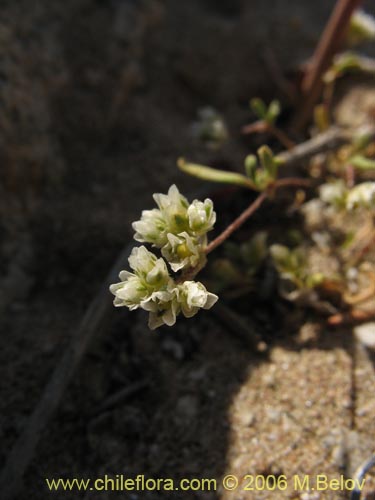 Imágen de Planta no identificada sp. #2387 (). Haga un clic para aumentar parte de imágen.