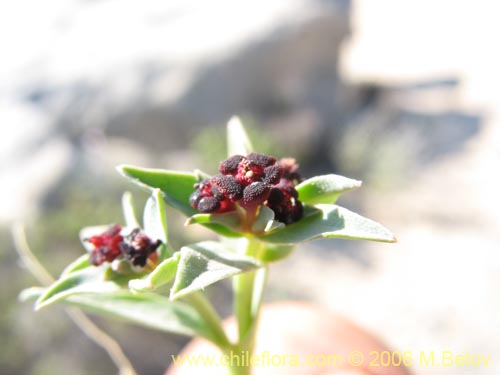 Euphorbia sp.   #1602의 사진
