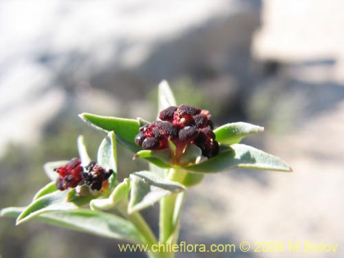 Euphorbia sp.   #1602の写真