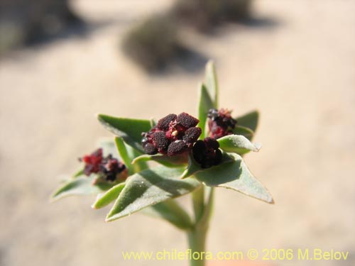 Imágen de Euphorbia thinophila (). Haga un clic para aumentar parte de imágen.