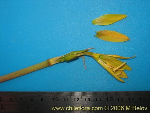 Bild von Rhodophiala bagnoldii (Añañuca amarilla). Klicken Sie, um den Ausschnitt zu vergrössern.