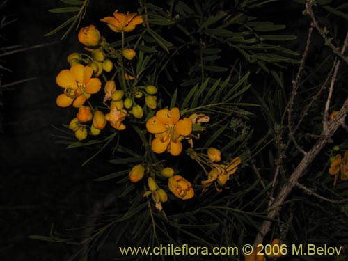 Image of Senna cumingii var. cumingii (). Click to enlarge parts of image.