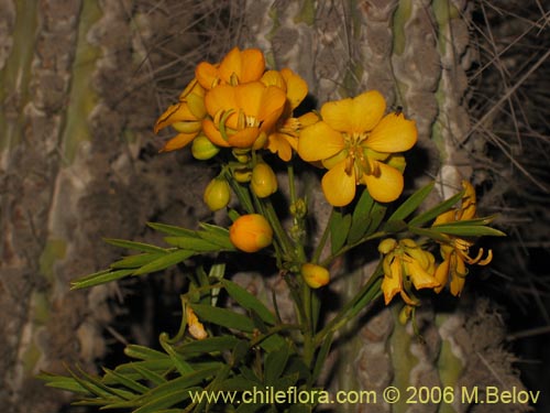 Bild von Senna cumingii var. cumingii (). Klicken Sie, um den Ausschnitt zu vergrössern.