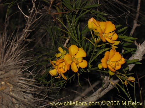 Bild von Senna cumingii var. cumingii (). Klicken Sie, um den Ausschnitt zu vergrössern.