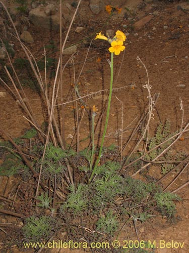 Imágen de Argylia radiata (). Haga un clic para aumentar parte de imágen.