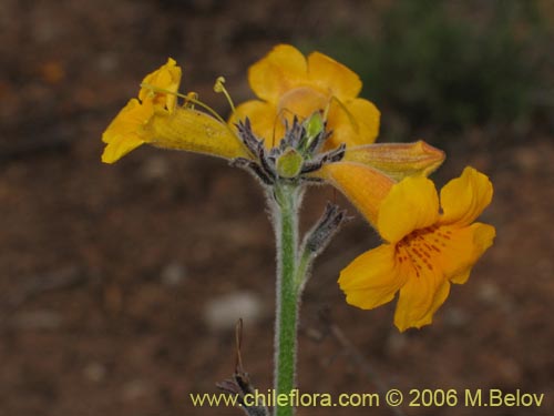 Imágen de Argylia radiata (). Haga un clic para aumentar parte de imágen.