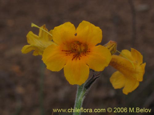 Imágen de Argylia radiata (). Haga un clic para aumentar parte de imágen.