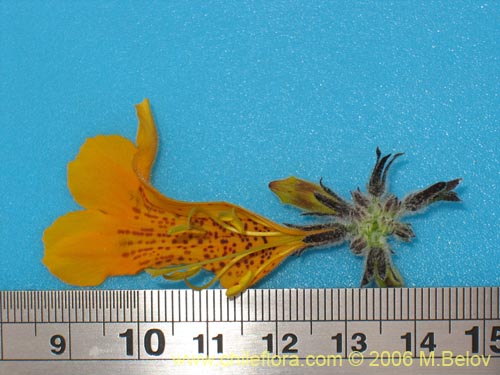 Image of Argylia radiata (). Click to enlarge parts of image.