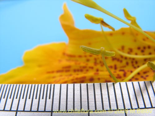 Imágen de Argylia radiata (). Haga un clic para aumentar parte de imágen.