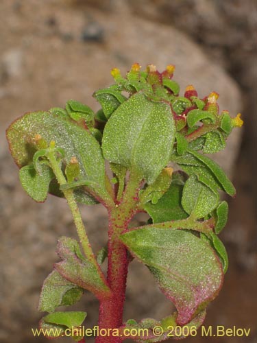 Imágen de Tetragonia sp. #2386 (). Haga un clic para aumentar parte de imágen.