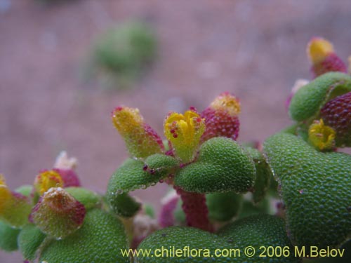 Imágen de Tetragonia sp. #2386 (). Haga un clic para aumentar parte de imágen.