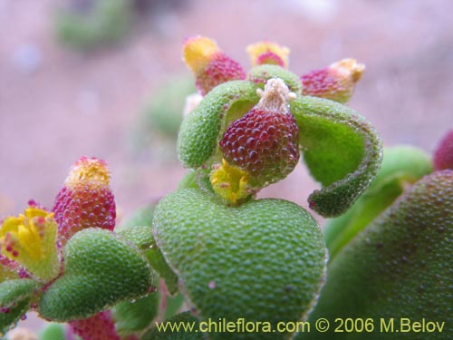 Imágen de Tetragonia sp. #2386 (). Haga un clic para aumentar parte de imágen.