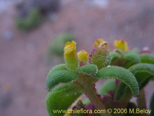 Imágen de Tetragonia sp. #2386 (). Haga un clic para aumentar parte de imágen.