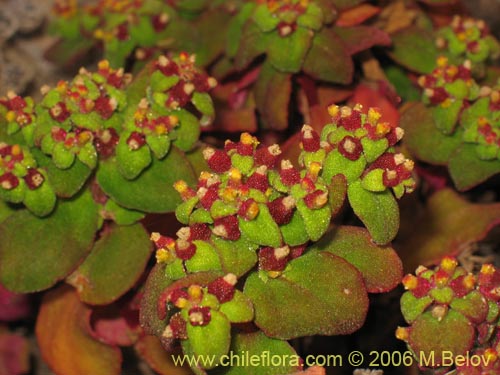 Imágen de Tetragonia sp. #2386 (). Haga un clic para aumentar parte de imágen.