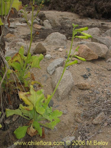 Image of Nicotiana solanifolia (Tabaco cimarrn). Click to enlarge parts of image.