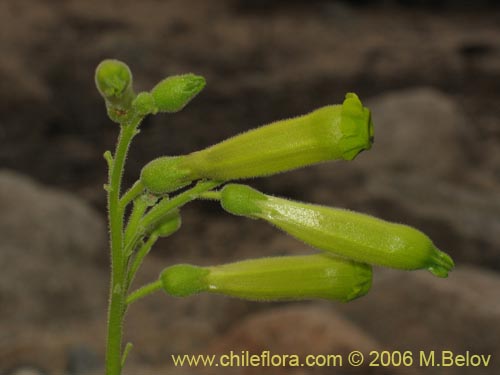 Bild von Nicotiana solanifolia (Tabaco cimarrón). Klicken Sie, um den Ausschnitt zu vergrössern.