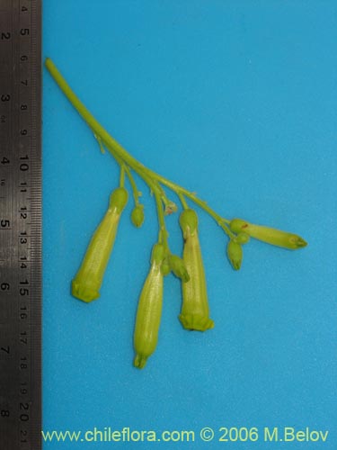 Nicotiana solanifolia的照片