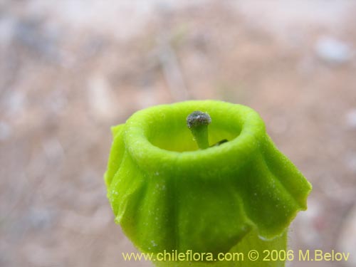 Bild von Nicotiana solanifolia (Tabaco cimarrón). Klicken Sie, um den Ausschnitt zu vergrössern.