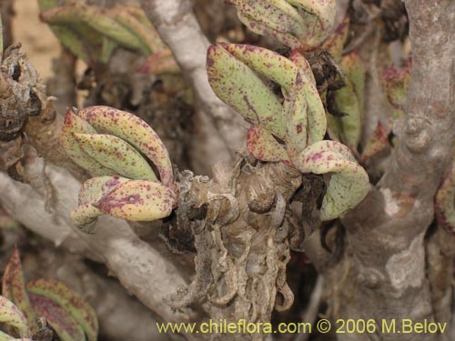 Bild von Portulacaceae sp. #1892 (). Klicken Sie, um den Ausschnitt zu vergrössern.