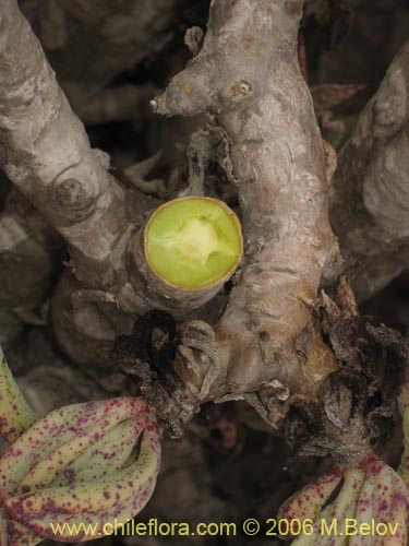 Portulacaceae sp. #1892の写真