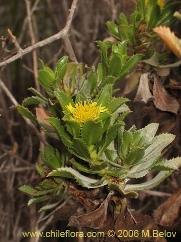 Image of Haplopappus sp. #1600 (). Click to enlarge parts of image.