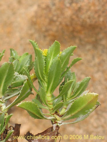 Imágen de Haplopappus sp. #1600 (). Haga un clic para aumentar parte de imágen.