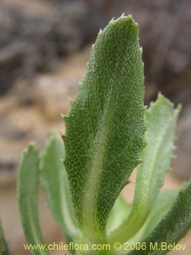 Imágen de Haplopappus sp. #1600 (). Haga un clic para aumentar parte de imágen.