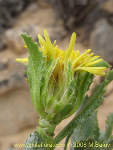 Imágen de Haplopappus sp. #1600 (). Haga un clic para aumentar parte de imágen.