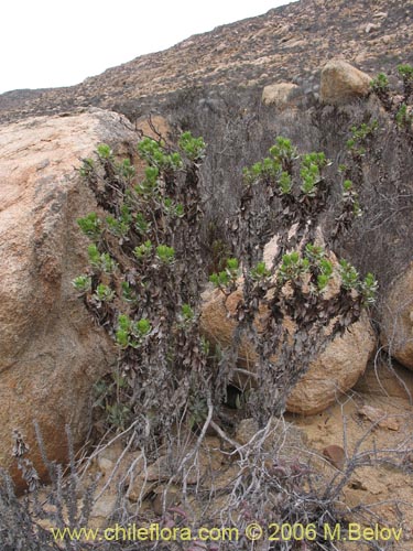 Haplopappus sp. #1600의 사진