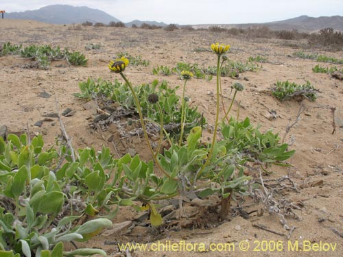 Bild von Encelia canescens (Coronilla del fraile). Klicken Sie, um den Ausschnitt zu vergrössern.