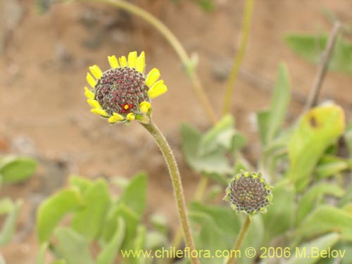 Bild von Encelia canescens (Coronilla del fraile). Klicken Sie, um den Ausschnitt zu vergrössern.