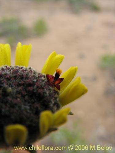 Bild von Encelia canescens (Coronilla del fraile). Klicken Sie, um den Ausschnitt zu vergrössern.