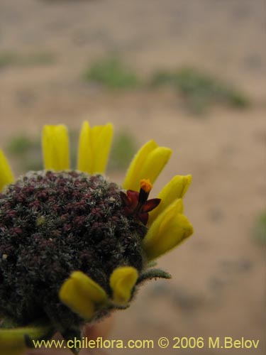 Imágen de Encelia canescens (Coronilla del fraile). Haga un clic para aumentar parte de imágen.