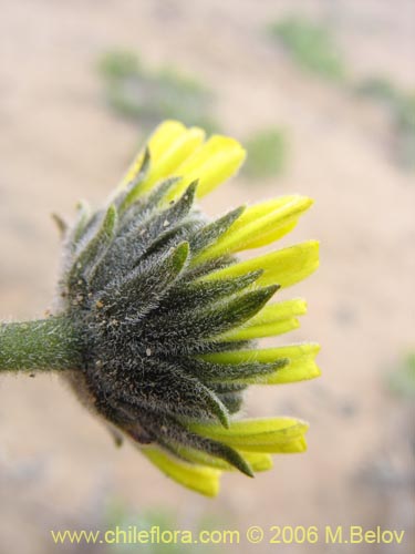 Image of Encelia canescens (Coronilla del fraile). Click to enlarge parts of image.