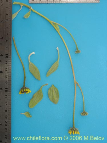 Image of Encelia canescens (Coronilla del fraile). Click to enlarge parts of image.