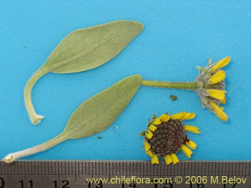 Imágen de Encelia canescens (Coronilla del fraile). Haga un clic para aumentar parte de imágen.