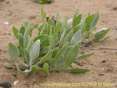 Bild von Encelia canescens (Coronilla del fraile). Klicken Sie, um den Ausschnitt zu vergrössern.