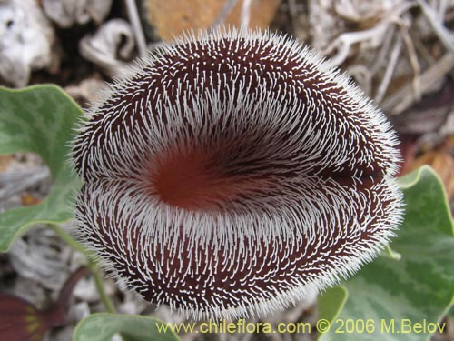 Image of Aristolochia chilensis (Oreja de zorro / Hierba de la Virgen Maria). Click to enlarge parts of image.