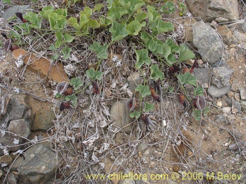 Aristolochia chilensis의 사진