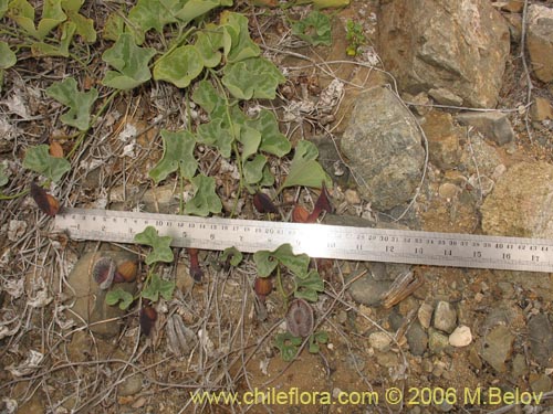 Image of Aristolochia chilensis (Oreja de zorro / Hierba de la Virgen Maria). Click to enlarge parts of image.