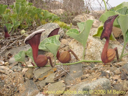 Image of Aristolochia chilensis (Oreja de zorro / Hierba de la Virgen Maria). Click to enlarge parts of image.