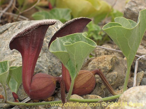 Bild von Aristolochia chilensis (Oreja de zorro / Hierba de la Virgen Maria). Klicken Sie, um den Ausschnitt zu vergrössern.