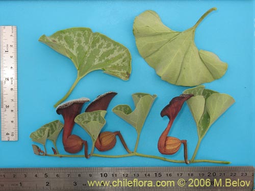 Image of Aristolochia chilensis (Oreja de zorro / Hierba de la Virgen Maria). Click to enlarge parts of image.